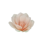 FunCakes Eetbare Papieren Bloemen Deluxe Magnolia Wit Groot pk/6